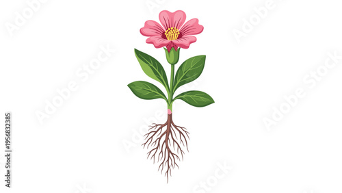 Botanical diagram showing a complete pink flower with green leaves, a sturdy stem, and an extensive underground root system.