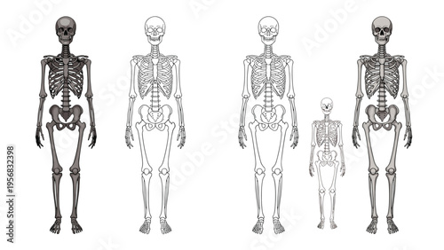 Set of different human skeleton diagrams including a full silhouette, a detailed line drawing, and a smaller child version.