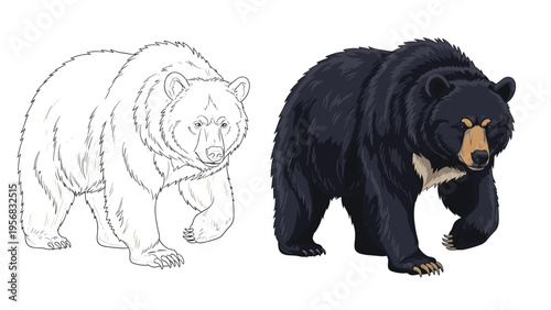 Comparison showing a detailed line drawing and a realistic colored illustration of a large walking black bear on a white background.