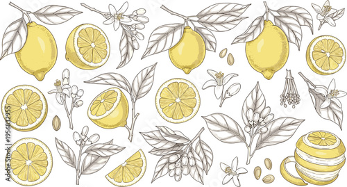 Lemon Botanical Illustration Collection with Fresh Fruit, Slices, Leaves, Blossoms, and Citrus Elements