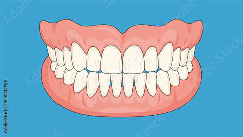 Detailed illustration of human teeth and gums showing a complete set of upper and lower jaw structure for dental healthcare education.