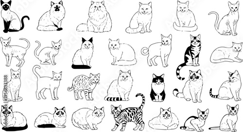 Black and white line art illustrations of diverse domestic cat breeds and kittens in various poses, a comprehensive collection for pet enthusiasts and design projects.