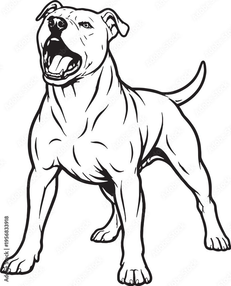 Obraz premium American Pit Bull Terrier Barking Alert Stance Black and White Line Art Illustration