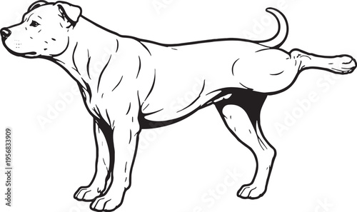 American Pit Bull Terrier Marking Territory Leg Lift Side View Black and White Line Art Illustration