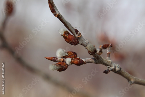 Wallpaper Mural spring buds of a tree Torontodigital.ca