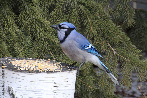 Wallpaper Mural blue jay on a branch Torontodigital.ca