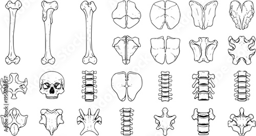 Detailed Hand-Drawn Human Skeletal Bones and Vertebrae Anatomy Vector Set. Black and White Outline Illustrations of Skull, Long Bones, and Spinal Column Segments.