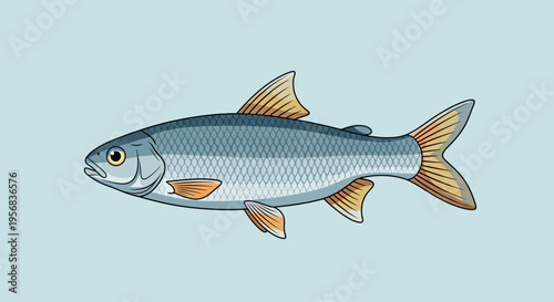 Illustration of a gray fish with orange fins.