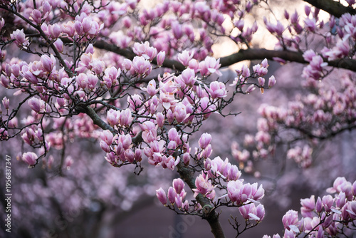 A blooming pink magnolia