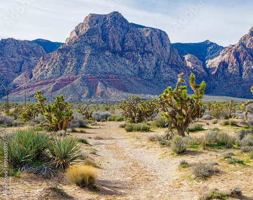 Slika na platnu Joshua Trees and The Rainbow Mountains on The First Creek Trail, Red Rock Canyon