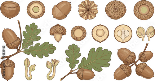 Oak Acorn Botanical Illustration Set with Leaves, Cross Sections, Seeds, Caps, and Woodland Forest Nature Elements Collection