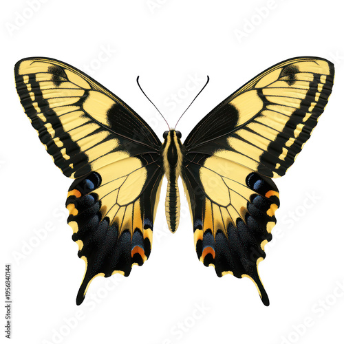 A vibrant butterfly with yellow and black wings on transparent background
