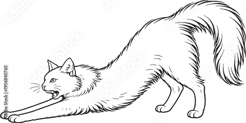 Quadro su tela Turkish Angora Cat Stretching Forward Black and White Line Art Feline Pet Behavi