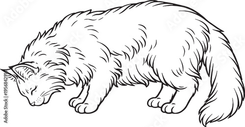 Norwegian Forest Cat Eating Pose Black And White Line Art Cat Illustration