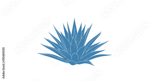 Blue Agave Plant Isolated on White.