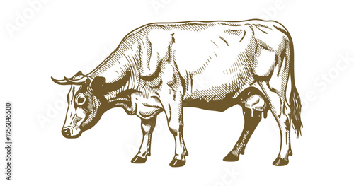Artistic ink cow illustration perfect for labels, cards, and stickers.