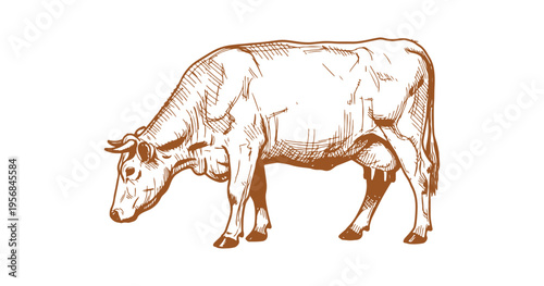 Rustic hand-sketched cow graphic with detailed engraved linework.