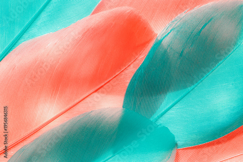 Macro photo turquoise and pink feathers, natural pattern with fine texture and soft lines, abstract nature background. Minimal pastel fon for beauty, fashion, design concepts. Aesthetic beauty nature.