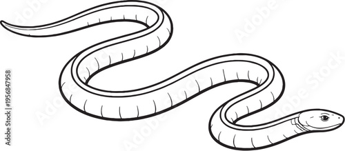 sea snake curved swimming line art marine reptile outline illustration black white ocean wildlife vector