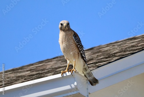 Hawk sitting on a roof