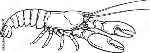 Lobster Side View Black and White Line Art Marine Crustacean Outline Illustration