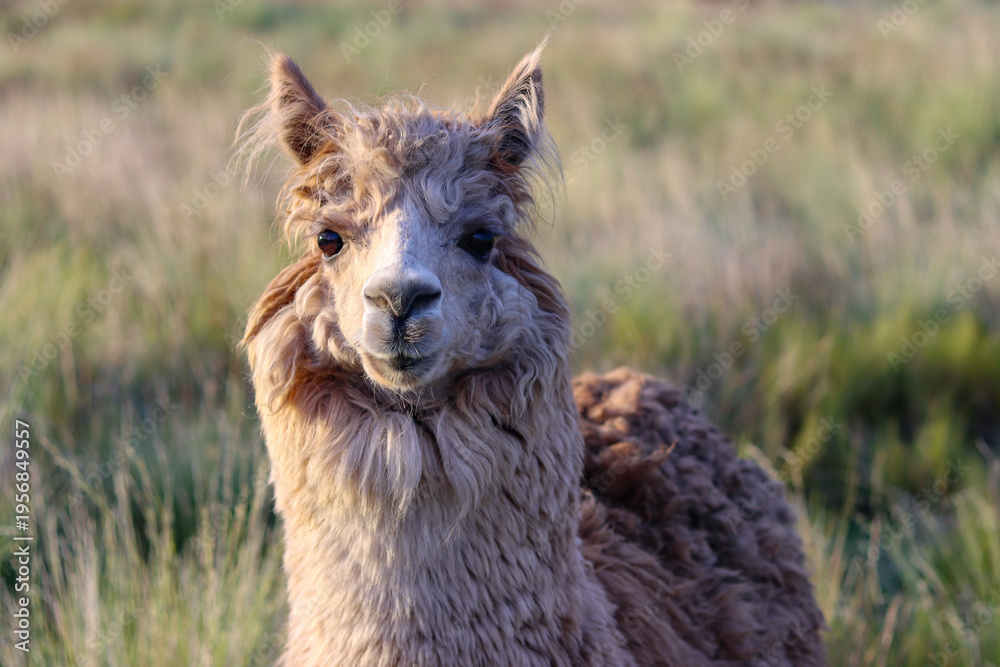 Fototapeta premium View of a Huacaya breed alpaca with a lot of wool and ready for shearing of alpaca wool fiber