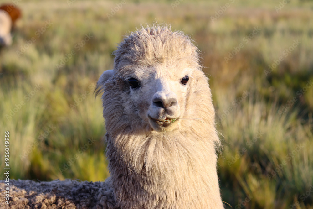 Fototapeta premium View of a Huacaya breed alpaca with a lot of wool and ready for shearing of alpaca wool fiber