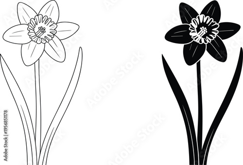 Daffodil flower silhouette, botanical outline illustration, spring floral design, black and white daffodil art, decorative nature vector artwork