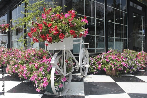 white bicycle with petunia flowers 
