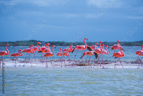 Photos Pink flamingos stand knee-deep in shallow water