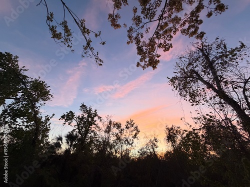 Sunset through the trees