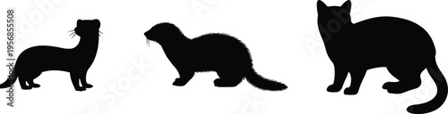 Silhouettes of a Ferret, a Stoat and a Cat on a White Background animal