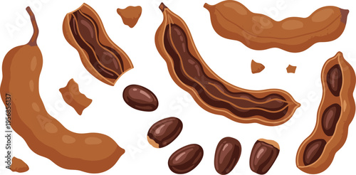 Tamarind Fruit Vector Set with Whole Pods, Open Shells, Seeds and Pieces for Tropical Food Illustration, Organic Ingredient Design and Natural Fruit Collection