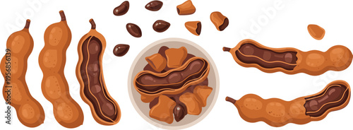Tamarind Fruit Vector Collection with Whole Pods, Peeled Shells, Seeds and Bowl Arrangement for Tropical Food Illustration and Organic Ingredient Design