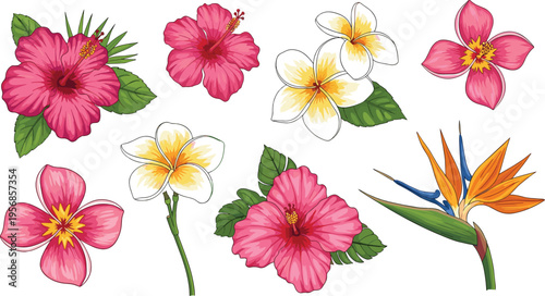 Tropical Flower Set with Hibiscus Plumeria and Bird of Paradise Floral Illustration for Botanical Design Summer Decoration and Exotic Garden Themes