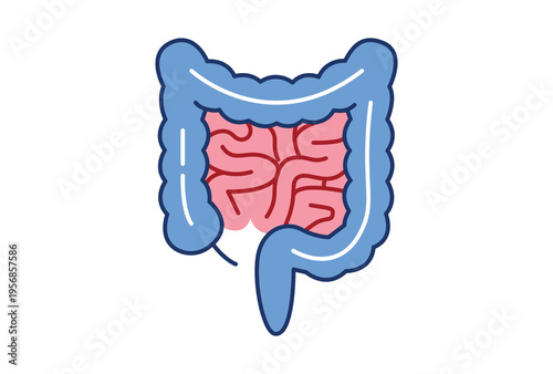 Human Digestive System Anatomy Illustration with Large and Small Intestine.