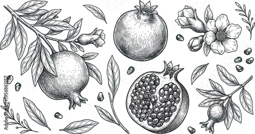 A beautiful black and white hand-drawn illustration set comprehensively depicts the multiple facets of a pomegranate plant, featuring entire fruits, a section revealing succulent seeds, individual see