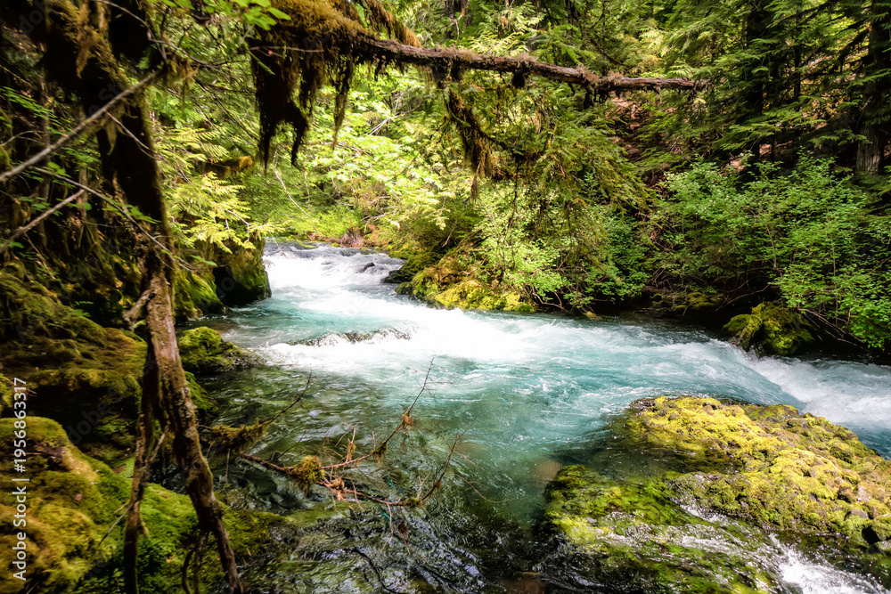 Obraz premium Mossy trees frame a rushing, clear stream