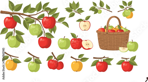 Apple Tree Branches with Red and Green Fruits, Leaves, Basket Harvest, and Fresh Organic Produce Elements for Farm Illustration, Autumn Season Design, and Healthy Food Concepts