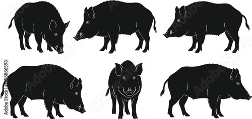 Wild boar silhouettes in multiple poses, stocky body and tusks, animal wildlife illustration, zoological reference artwork, black graphic design for hunting and nature themes
