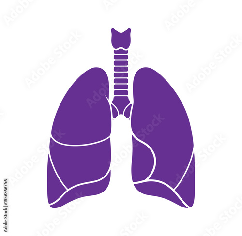 Anatomical illustration of human lungs and trachea in purple hue for medical education