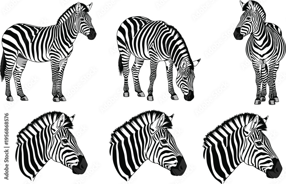 Fototapeta premium Black and White Zebra Character Set in Different Poses and Angles, Perfect for Kids' Designs, Animal-Themed Products, and Educational Content