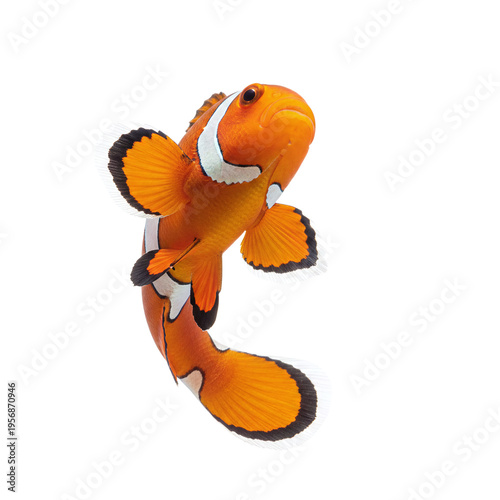 Vibrant clownfish swimming downwards on black background
