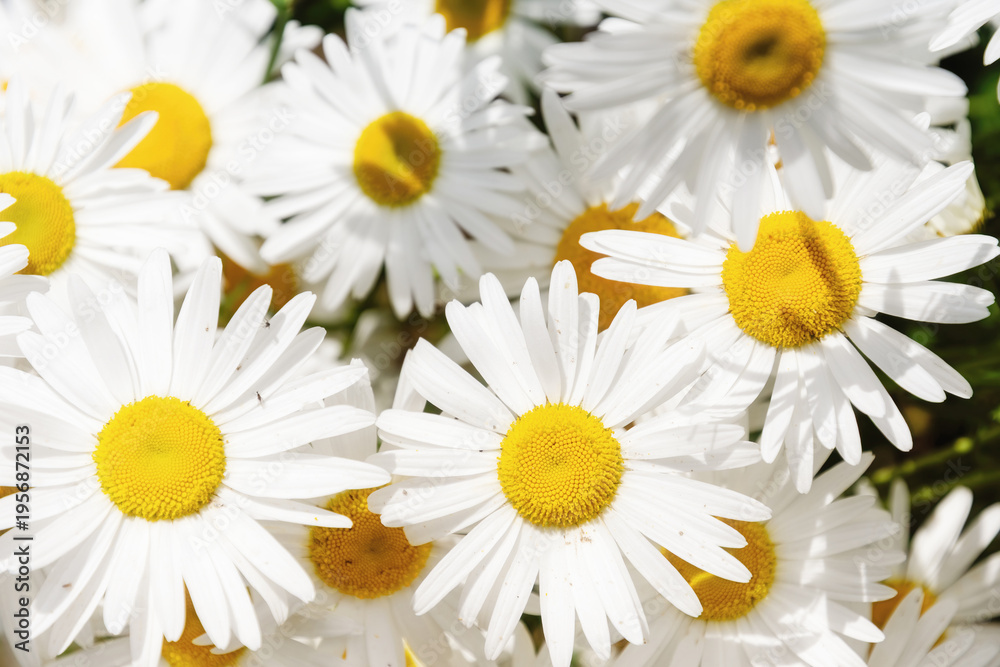 Fototapeta premium Bright, cheerful white daisies with vibrant yellow centers bloom in a dense floral display. Perfect for spring, summer, nature, and fresh designs