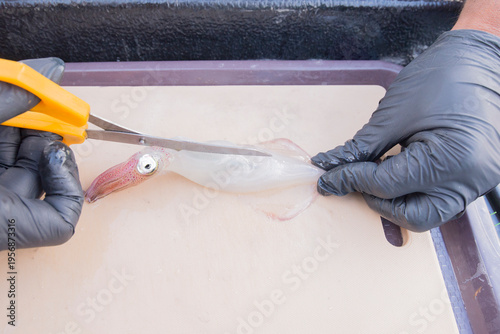 Cutting a squid with a knife in a seafood processing plant.