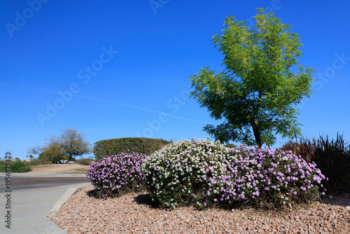 Blooming desert native Lantana Montevidensis or Trailing Lantana and Thornless Honey Locust (Gleditsia triacanthos var. inermis) in desert-style xeriscaping, Phoenix, Arizona