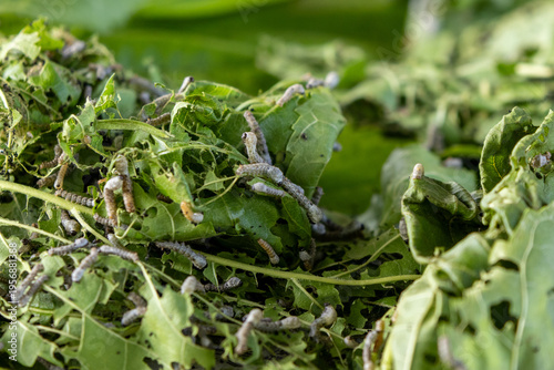 Fotografie Silkworms nibbling on mulberry leaves