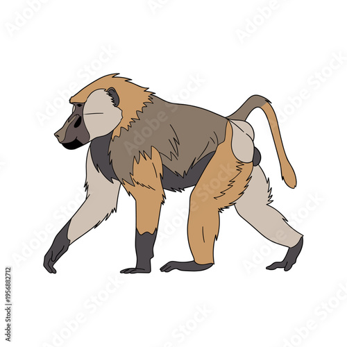 Mammal monkey walking on ground.