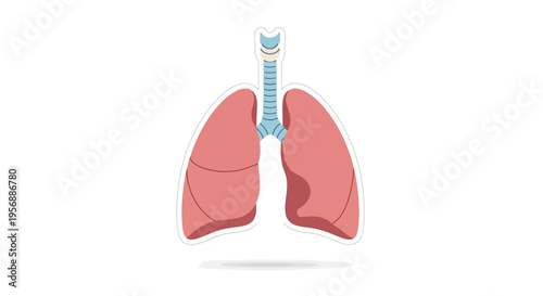 Vibrant Vector Illustration of Human Lungs and Trachea, Presenting the Core Organs of the Respiratory System for Educational and Medical Use