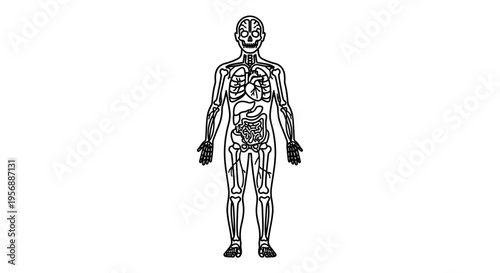 Anatomical illustration of the human body's internal systems in a monochrome depiction